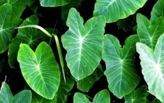 কচু এর পুষ্টিগুণ 5 Araceae
