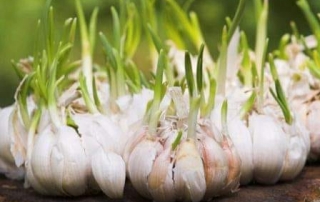 রসুন বৃত্তান্ত 6 Garlic